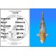 Koï Japon Kirin femelle éleveur Wada 51cm
