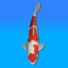 Koï Japon Kohaku mâle éleveur Himitsu 50cm
