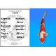 Koï Japon Kohaku mâle éleveur Himitsu 50cm