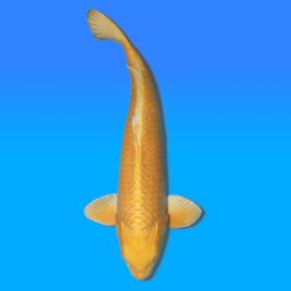 Koï Japon Yamabuki mâle éleveur Izumiya 64cm