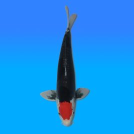 Koï Japon Beni Kumonryu mâle éleveur Kawakami 42cm