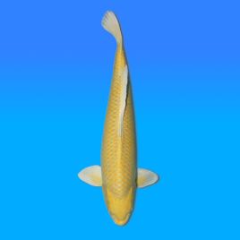 Koï Japon Yamabuki mâle éleveur Izumiya 62cm