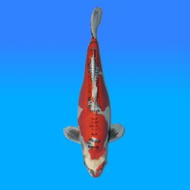 Koï Japon Doitsu Kujaku femelle éleveur Seiki 61cm