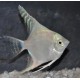 Pterophyllum-Scalaires platine 8-10 cm 24,50 €