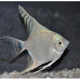 Pterophyllum-Scalaires platine 3-4 cm 8,50 €