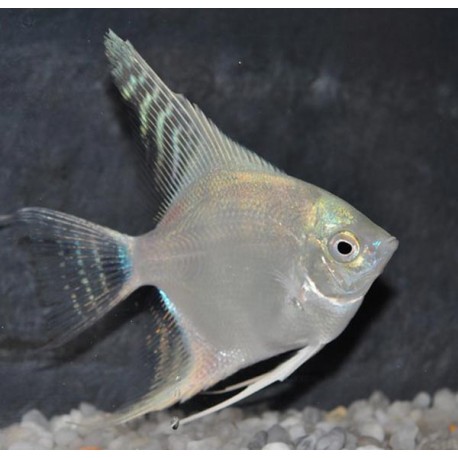 Pterophyllum-Scalaires platine 3-4 cm 8,50 €