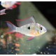 Mikrogeophagus altispinosus lot de 2- superbes 16,50 €