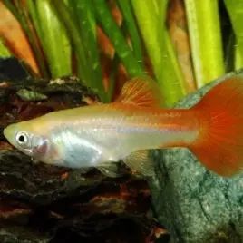 Guppy crowntail mâle uniquement