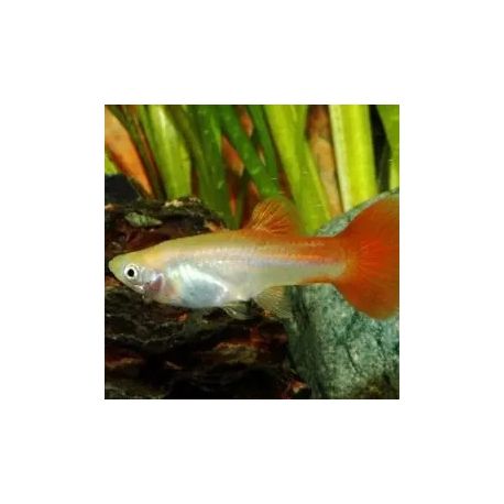 Guppy crowntail mâle uniquement