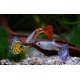 Guppys Mâles assortis lot de 10 + 2 offerts