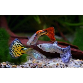 Guppys Mâles assortis lot