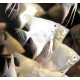 Pterophyllum-Scalaires Platine 3-4cm le lot de 2 16,50 €