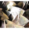 Pterophyllum-Scalaires Platine 3-4cm le lot de 2