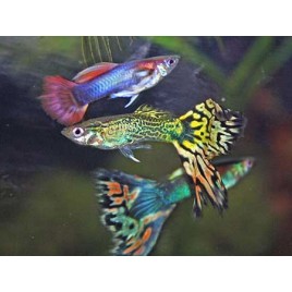 Guppys mâles assortis lot de 20 + 4 offerts 35,90 €