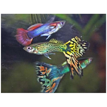 Guppys mâles assortis lot de 20 + 4 offerts