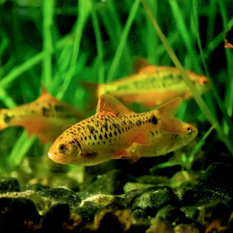 Barbodes semifasciolatus (schuberti)