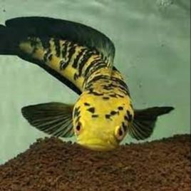 Channa asiatica Yellow sentarum 35cm