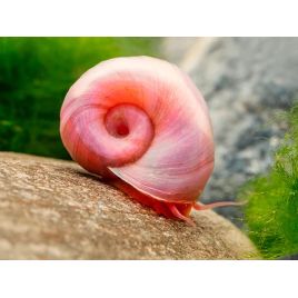 Planorbe rose