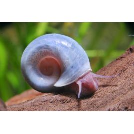 Planorbe bleu