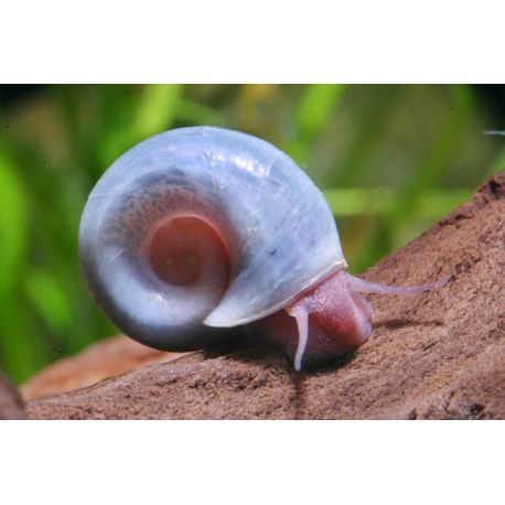 Planorbe bleu