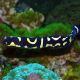 Pholidichthys leucotaenia : 6-8 cmlot de 2