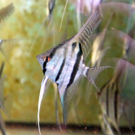 Pterophyllum Scalare Rio Nanay (F1) 4-5 cm    16,50 €