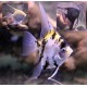 Pterophyllum Scalaire assortis 8-9 cm lot de 2 27,50 €