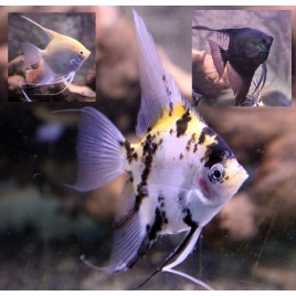 Pterophyllum Scalaire assortis 8-9 cm lot de 2