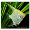Pterophyllum Scalaires dorés 6-7 cm
