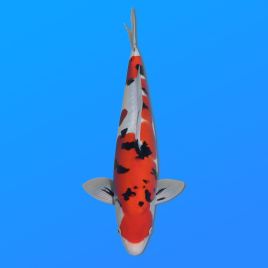 Koï Japon Doitsu Sanke mâle éleveur Yagenji 40cm