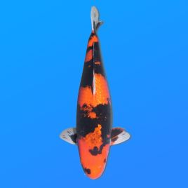 Koï Japon G. Hi Showa femelle éleveur Sakasume 52cm