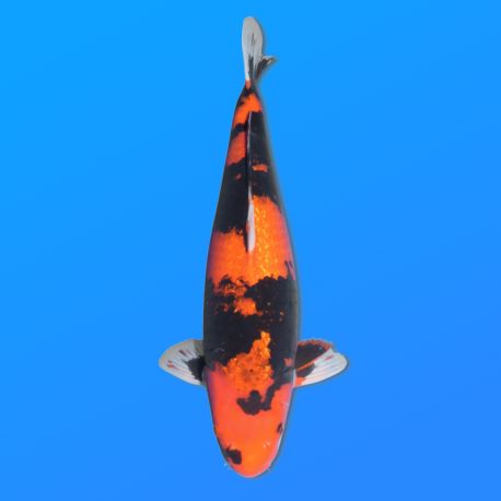 Koï Japon G. Hi Showa femelle éleveur Sakasume 52cm