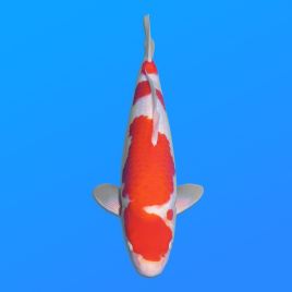 Koï Japon Kohaku mâle éleveur Hoshikin 38-40cm