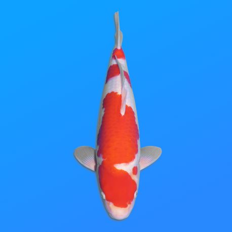 Koï Japon Kohaku mâle éleveur Hoshikin 38-40cm