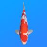 Koï Japon Kohaku mâle éleveur Hoshikin 38-40cm
