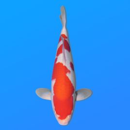 Koï Japon Kohaku mâle éleveur Hoshikin 38-40cm