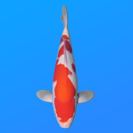 Koï Japon Kohaku mâle éleveur Hoshikin 38-40cm