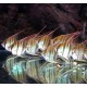 Pterophyllum-Scalaires Altum Orinoco F1(jeunes de sauvages) 8-10 cm superbes et parfaitement acclimatés.   79,50 €