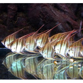 Pterophyllum - Scalaire Altum Orinoco F1 (jeunes de sauvages) 8-10 cm  superbe et parfaitement acclimaté