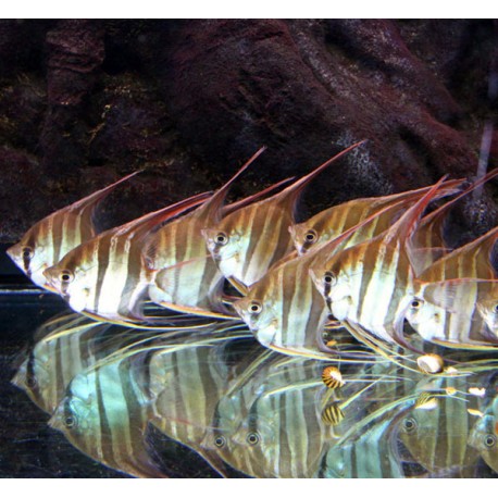 Pterophyllum-Scalaires Altum Orinoco F1(jeunes de sauvages) 8-10 cm superbes et parfaitement acclimatés.   79,50 €