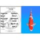 Koï Japon Kohaku mâle éleveur Hoshikin 38-40cm