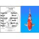 Koï Japon Kohaku mâle éleveur Hoshikin 38-40cm