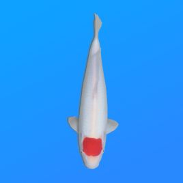 Koï Japon Tancho femelle éleveur Himitsu 38cm