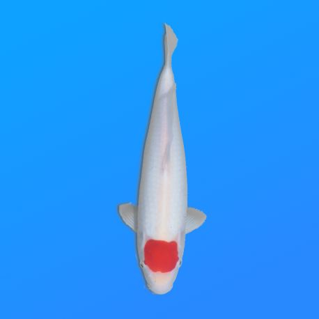 Koï Japon Tancho femelle éleveur Himitsu 36cm