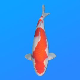 Koï Japon Kohaku femelle éleveur Himitsu 46cm