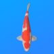 Koï Japon Kohaku mâle éleveur Himitsu 45cm