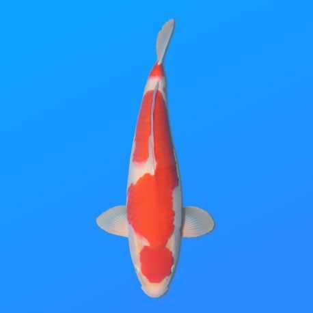 Koï Japon Kohaku mâle éleveur Himitsu 45cm