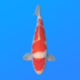 Koï Japon Kohaku mâle éleveur Himitsu 45cm