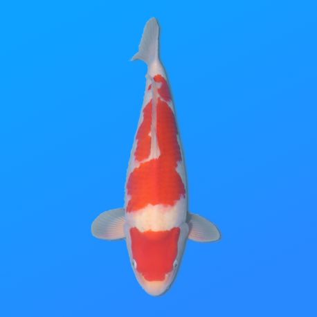 Koï Japon Kohaku mâle éleveur Himitsu 45cm