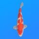 Koï Japon Kohaku mâle éleveur Himitsu 45cm